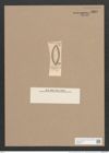 Navicula vucotinoviczii [sic] Pant. (de-Toni-Nr.: Genus 1, Species 682) Zeichnungen Sammlung Grunow Nr. 1265 (NHMW-BOT-W0367917)